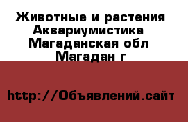 Животные и растения Аквариумистика. Магаданская обл.,Магадан г.